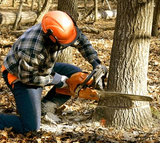 Tree Removal in Belleville, KS